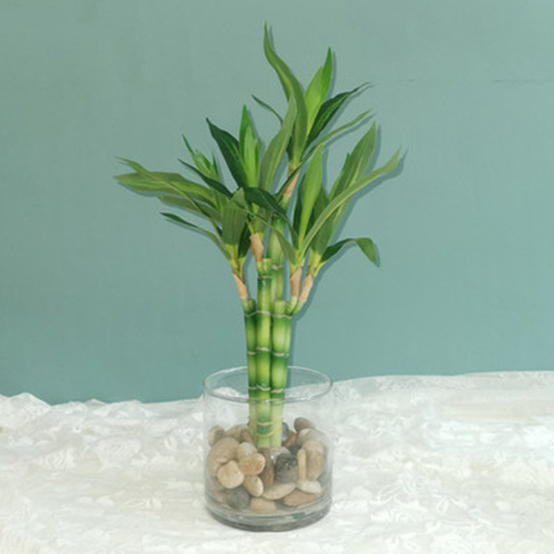 Dracaena Marginata - Mới 40Cm RFtificial May Mắn Tre