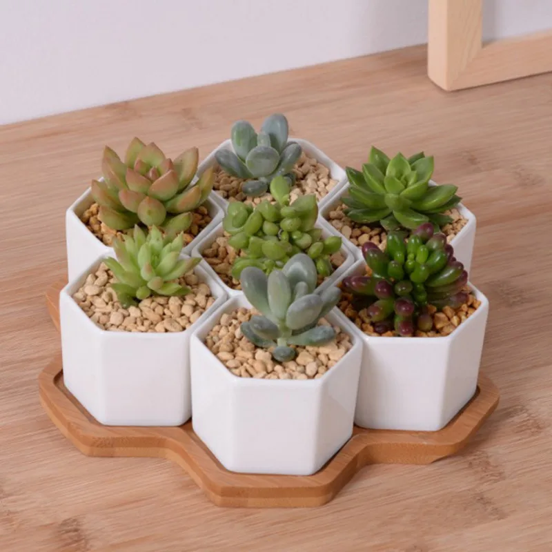 Aloe Vera Pot - Bộ 4/7/9/10 Lục Giác Máy Hoa