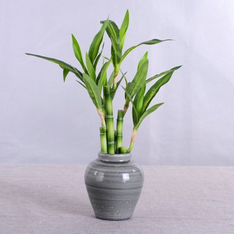 Mới 40Cm RFtificial May Mắn Tr - đánh giá và giá Dracaena Marginata