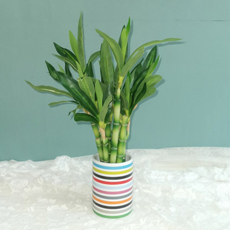 Mới 40Cm RFtificial May Mắn Tr - đánh giá và giá Dracaena Marginata