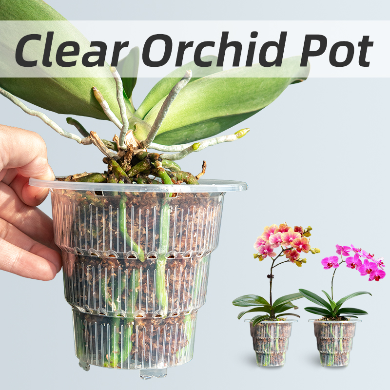 Meshpot Clear Plastic Orchid P - đánh giá và giá Aloe Vera Pot