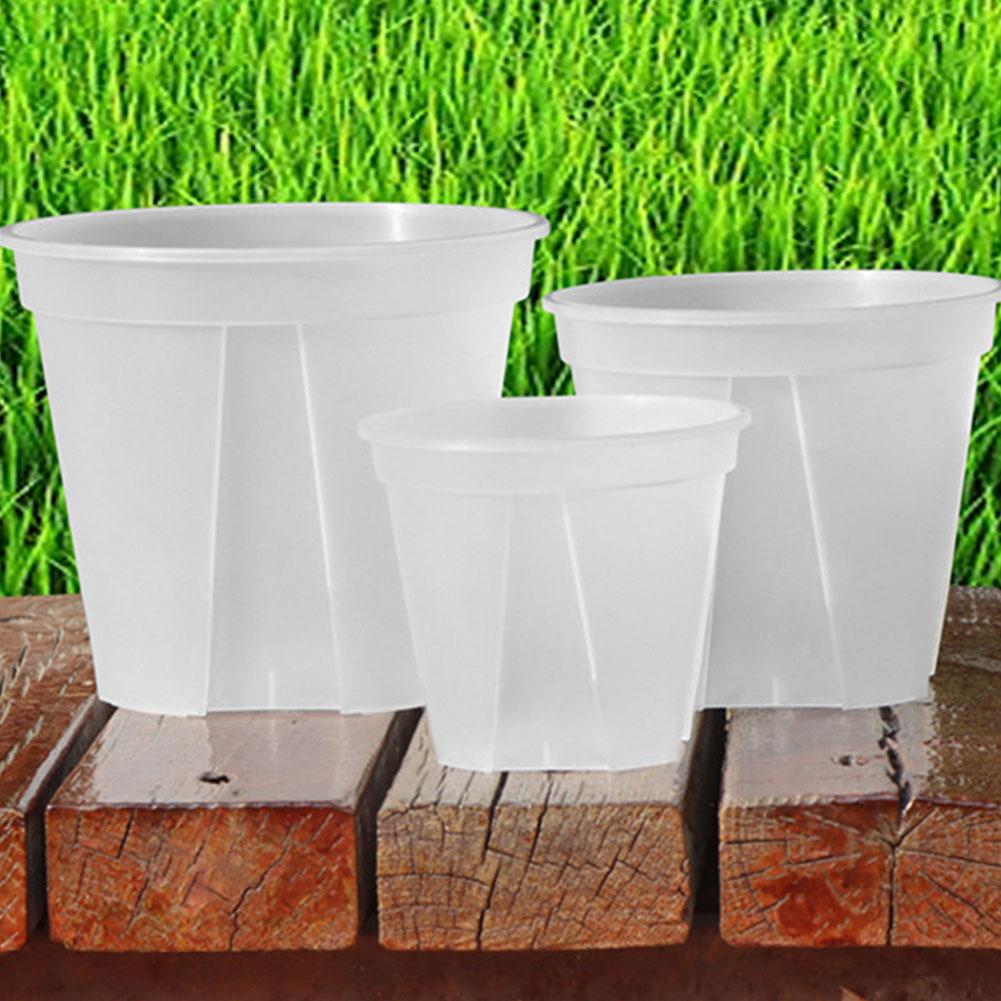 Transparent Plastic Pots Root  - đánh giá và giá Aloe Vera Pot