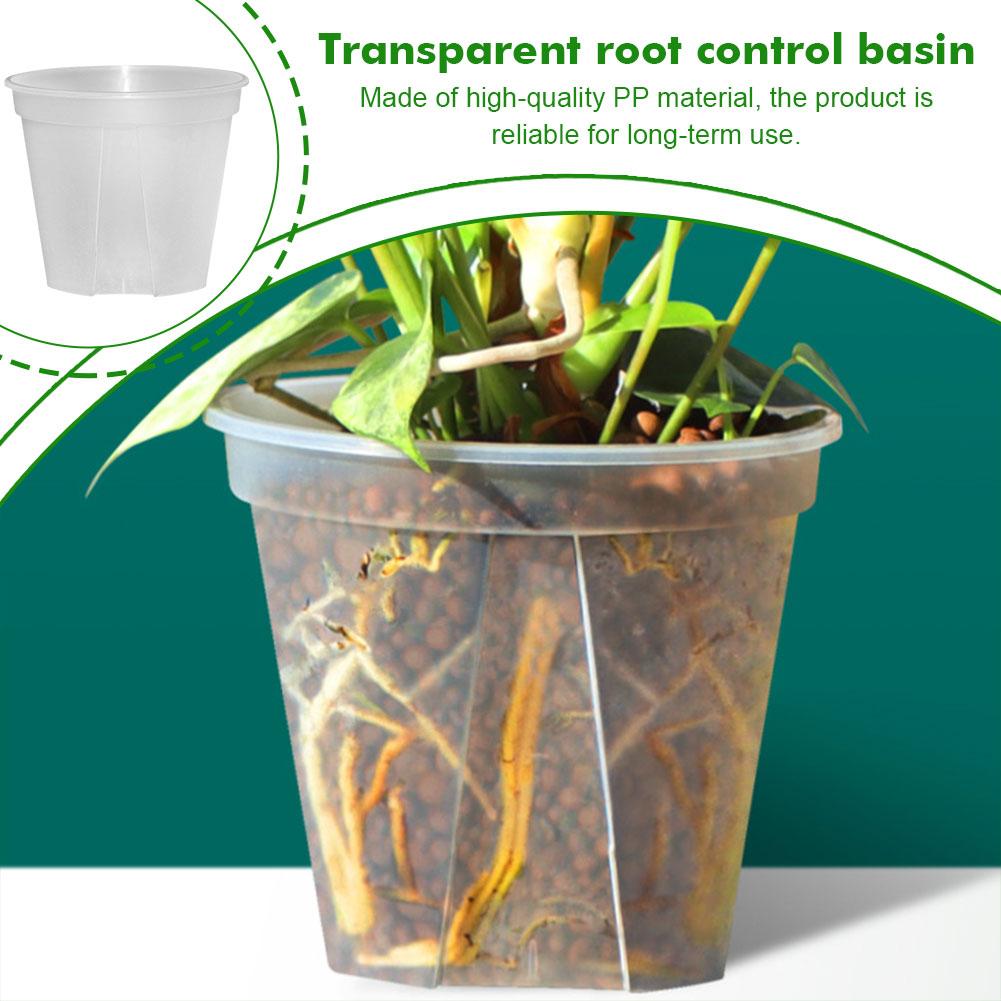 Transparent Plastic Pots Root  - đánh giá và giá Aloe Vera Pot