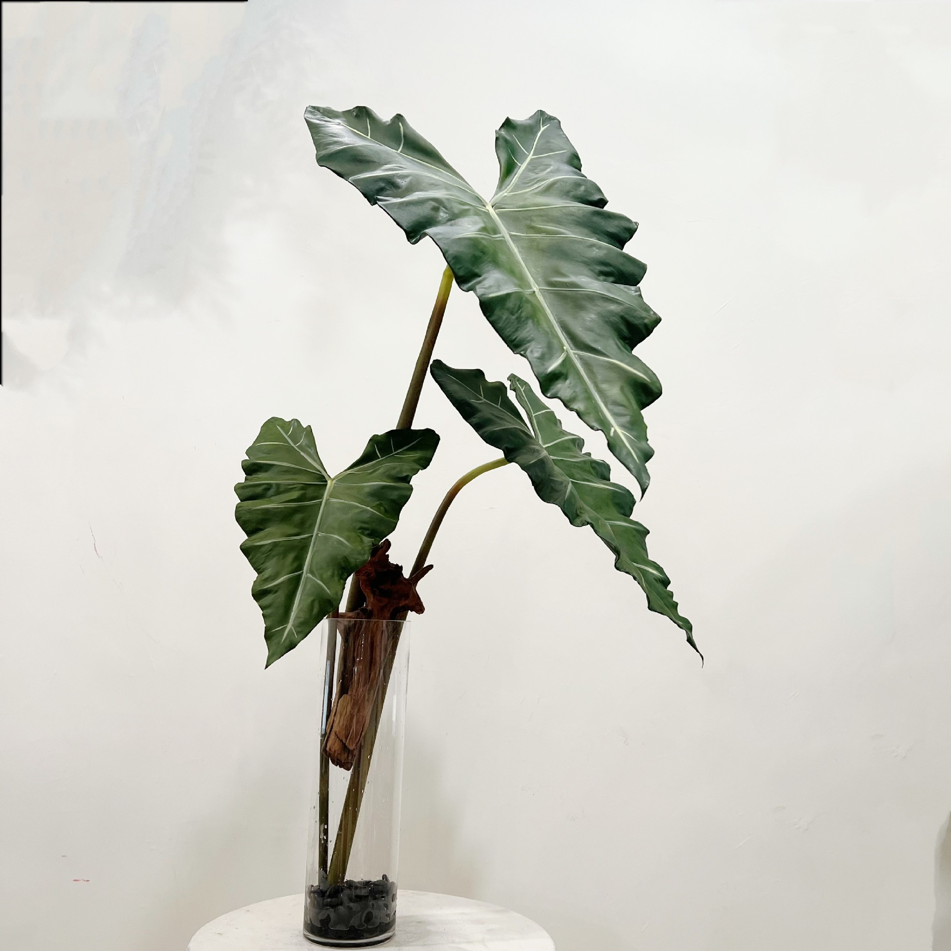 Simulated Long PU Hand-feel Gr - đánh giá và giá Dracaena Marginata