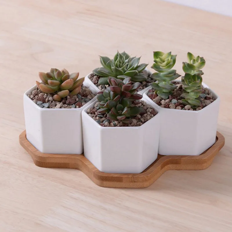 Bộ 4/7/9/10 Lục Giác Máy Hoa G - đánh giá và giá Aloe Vera Pot